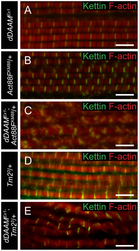 The interaction of <i>dDAAM</i> and <i>tmod</i>.