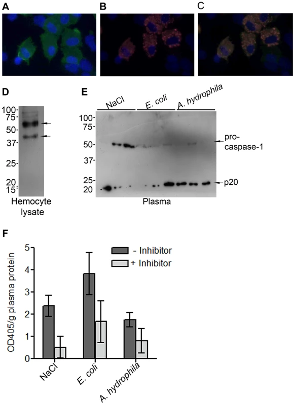 Expression of proPO and caspase-1-like protein in crayfish <i>P. leniusculus</i>.