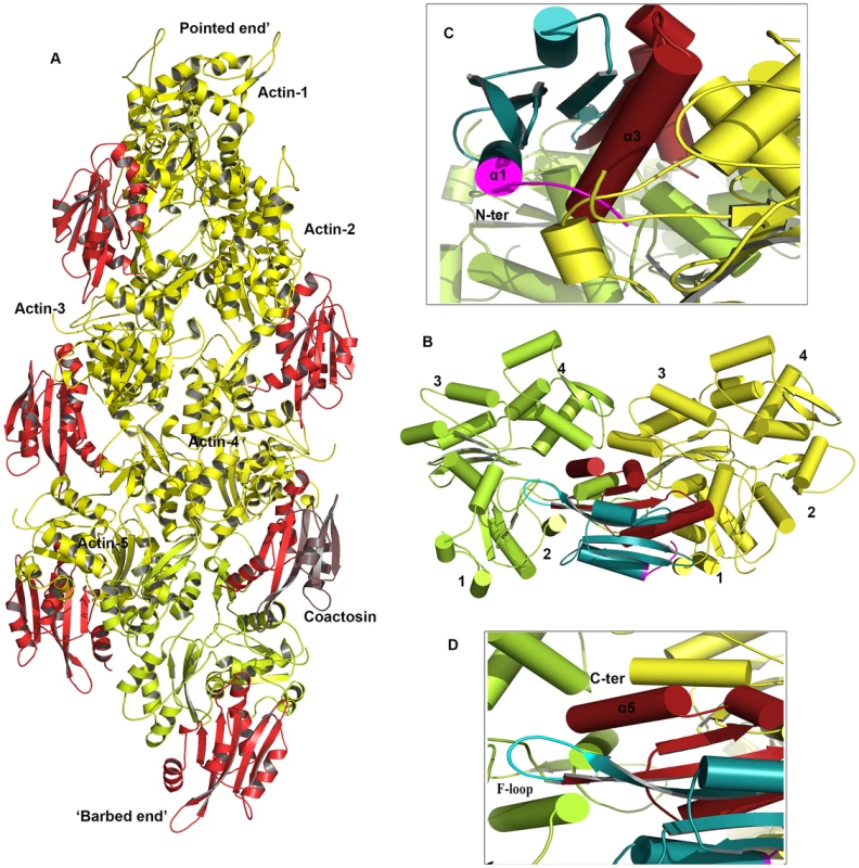A proposed model of the complex between F-actin and EhCoactosin.
