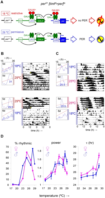 Conditional transgenic rescue of <i>per<sup>01</sup></i> arrhythmic behavior.