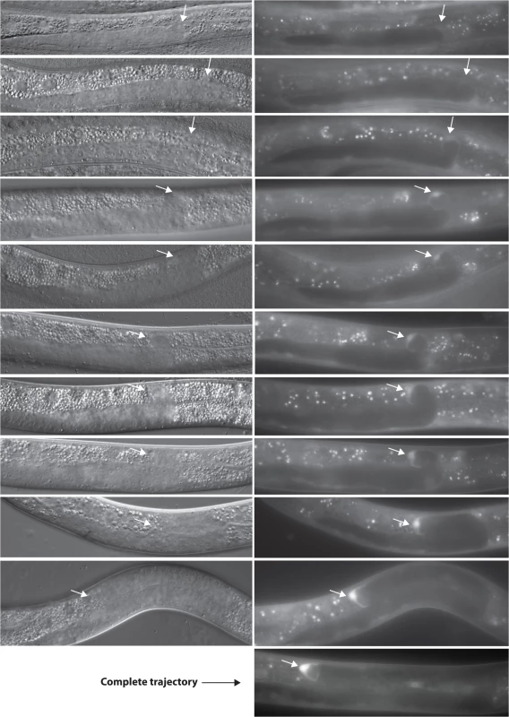 <i>mom-5</i> is transcriptionally activated prior to the onset of phase 3.