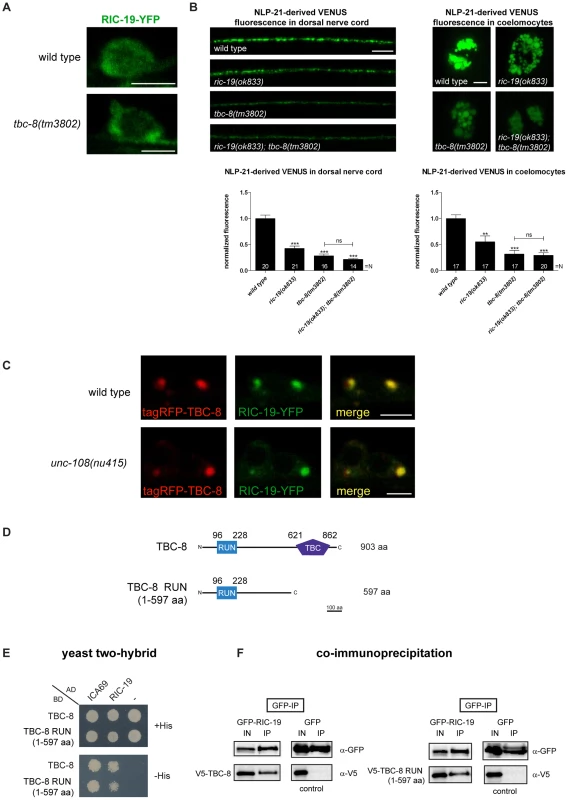 The RAB-2 effector, RIC-19/ICA69, interacts with TBC-8.