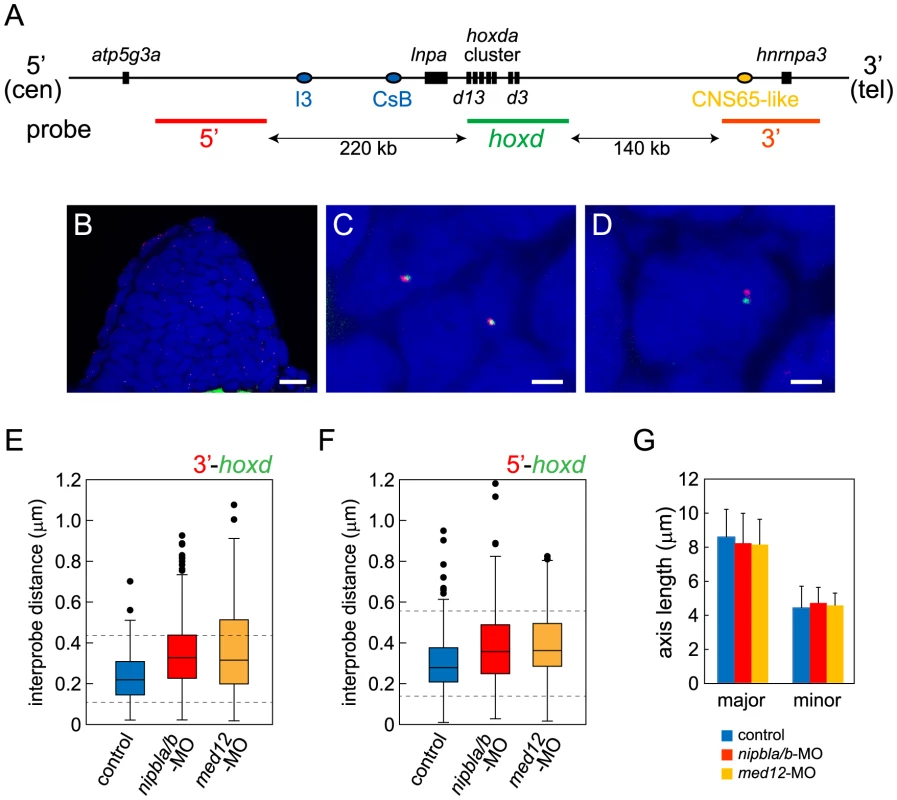 Nipbls and Med12 play roles in regulation of higher-order chromosome conformation at the Hoxd locus in pectoral fin buds.