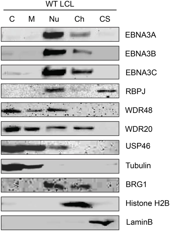 Subcellular localization of USP46 complexes in LCLs.
