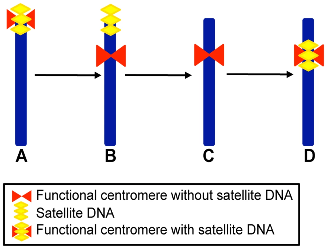 Schematic representation of a four-step mechanism for neocentromere formation during evolution.