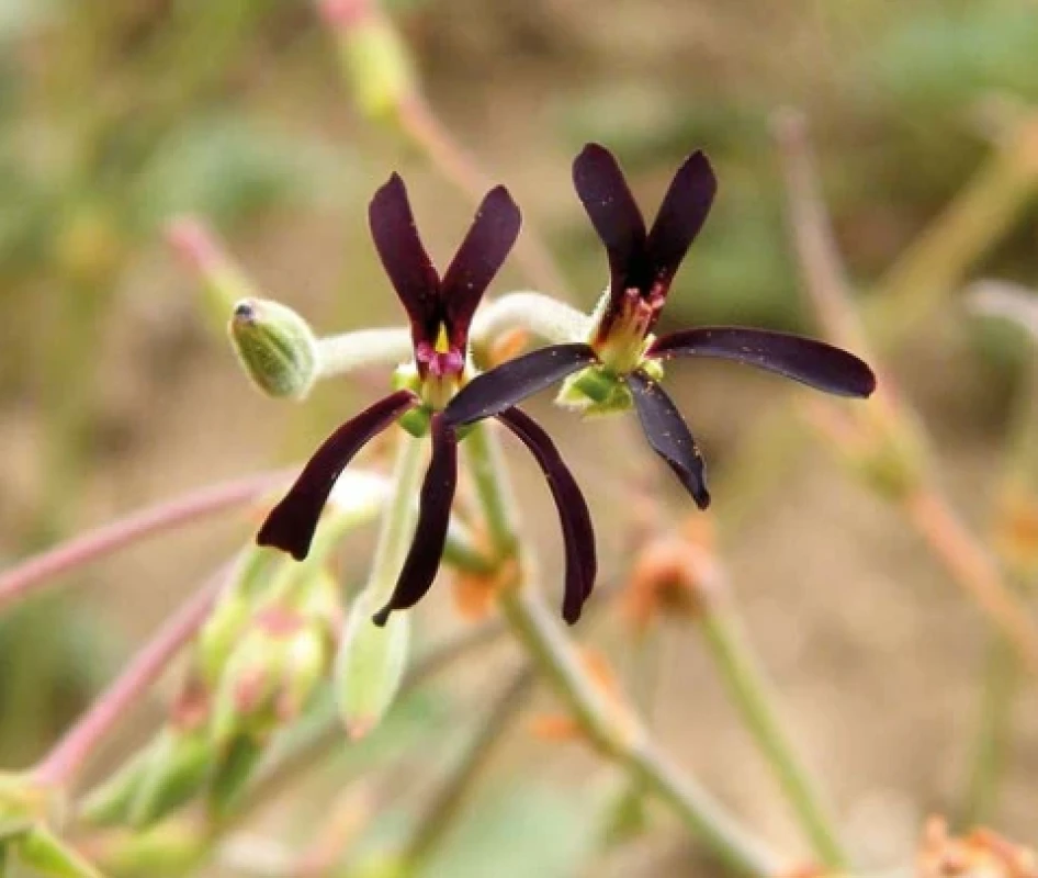 Pelargonium sidoides (květy)