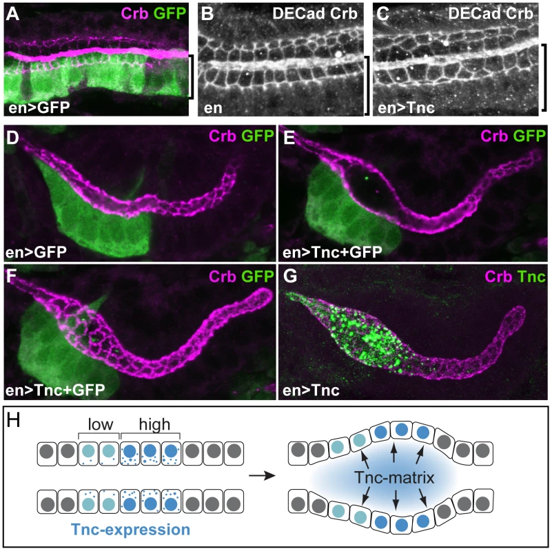 Tnc acts non-cell-autonomously.