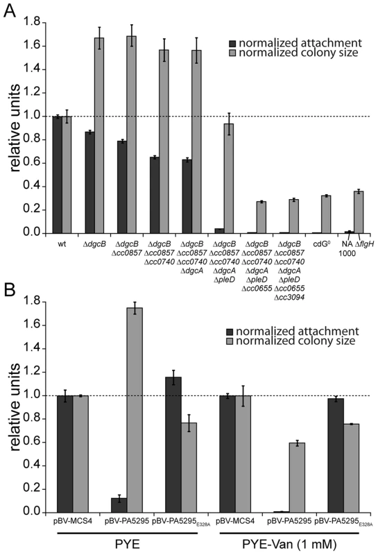 C-di-GMP is essential for motility and attachment in <i>C. crescentus</i>.
