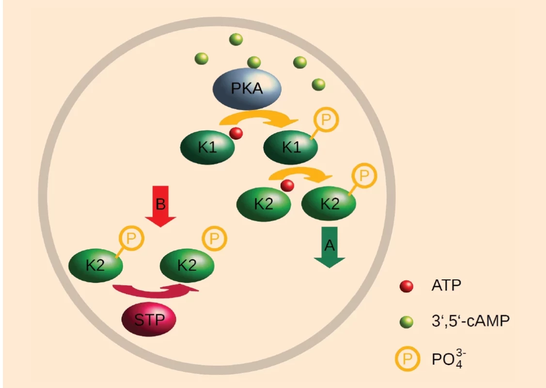 Obrázek znázorňuje mechanizmus aktivace pohybu spermie. </br>Fig. 1. The figure shows mechanism of sperm motility activation.