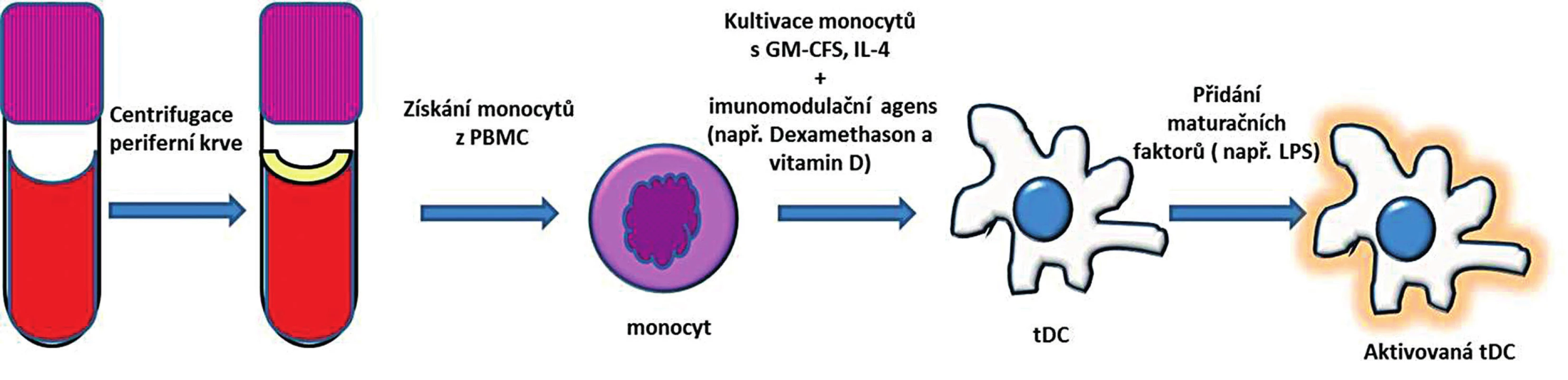 Příprava tolerogenních dendritických buněk z periferní krve.
Monocyty izolované z PBMC jsou kultivované za přítomnosti GM-CSF a IL-4 a imunomodulačního agens. Po přidání maturačního stimulu vznikne aktivovaná tDC, která má na rozdíl od aktivované zralé DC menší schopnost indukovat imunitní odpověď a vyznačuje se spíše imunoregulačním potenciálem.
PBMC – peripheral blood mononuclear cells (periferní mononukleární buňky); GM-CSF – granulocyte-macrophage colony-stimulating factor (růstový hormon pro granulocyty a makrofágy); IL-4 – interleukin 4; tDC – tolerogenní dendritické buňky
Fig. 2. Generation of tolerogenic dendritic cells from peripheral blood.
Monocytes are isolated from peripheral blood mononuclear cells (PBMC) and are cultured in the presence of GM-CSF, IL-4 and immunomodulatory agents. Further stimulation with maturation agent gives rise of activated tDC. The capacity of tDC for inducing an immune response is inferior to that of activated mature DC. 
PBMC – peripheral blood mononuclear cells; GM-CSF – granulocyte-macrophage colony-stimulating factor; IL-4 – interleukin 4; tDC – tolerogenic dendritic cells