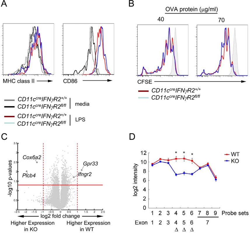Dispensable role of IFNγR in DC maturation and function at steady state.