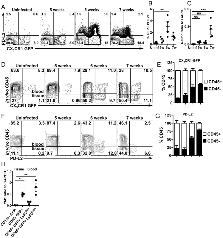 CX<sub>3</sub>CR1-GFP<sup>+</sup> cells upregulate PD-L2 as they extravasate and accumulate in liver tissue.