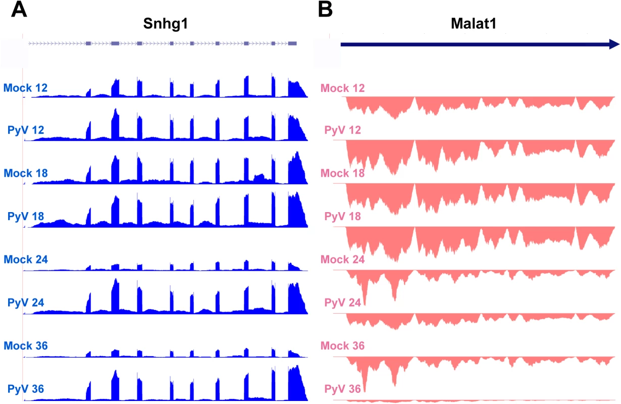 Example of host noncoding transcripts significantly upregulated or downregulated in infected samples compared to mock infection.