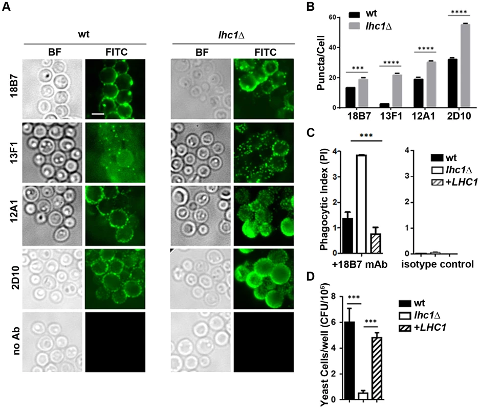 wt and <i>lhc1</i>Δ mutant strains of <i>C. neoformans</i> differ in antibody binding and antibody mediated phagocytosis by a J774.16 macrophage-like cell line.
