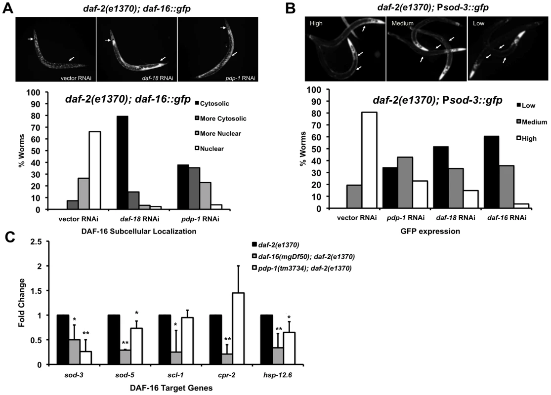 PDP-1 regulates DAF-16 nuclear localization and transcriptional activity.