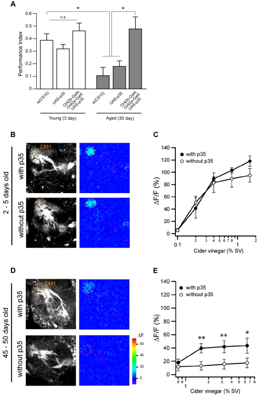 Age-related impairments of attraction behavior and neural transmission are restored by caspase inhibition in corresponding ORNs.