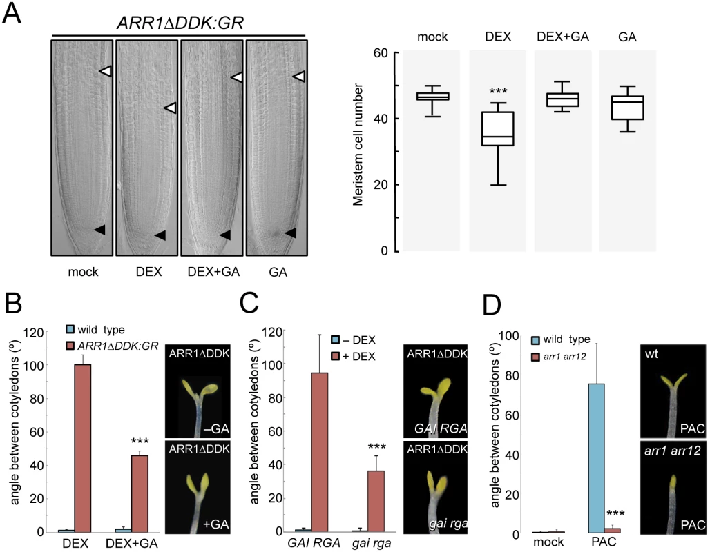 Physical interaction between ARR1 and DELLAs regulates division at the root meristem and photomorphogenesis.