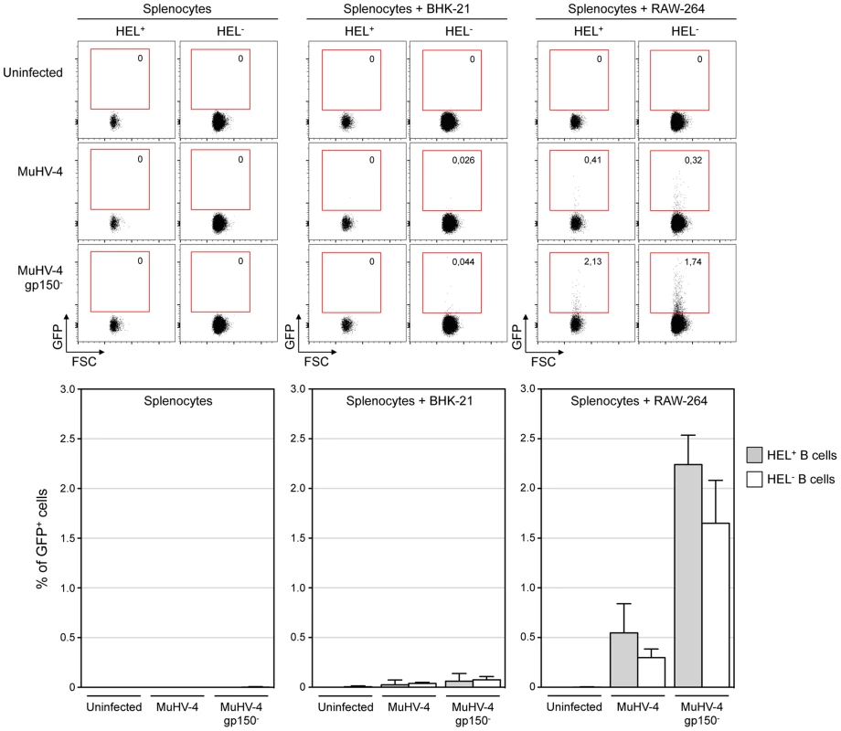 HEL<sup>+</sup> and HEL<sup>−</sup> B cells are both infected by MuHV-4 in vitro.