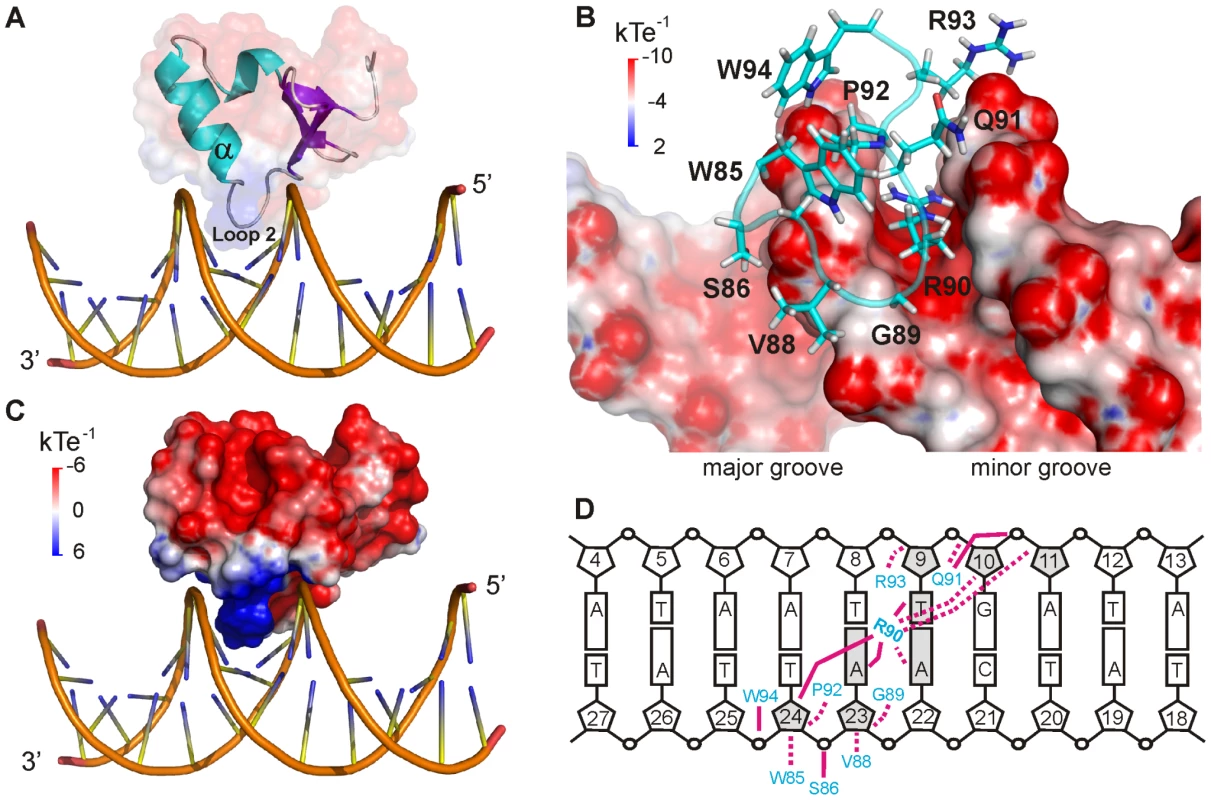 CT-Ler/LeeH interactions.