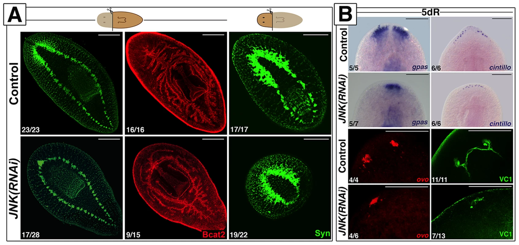 JNK is required for anterior and posterior regeneration.