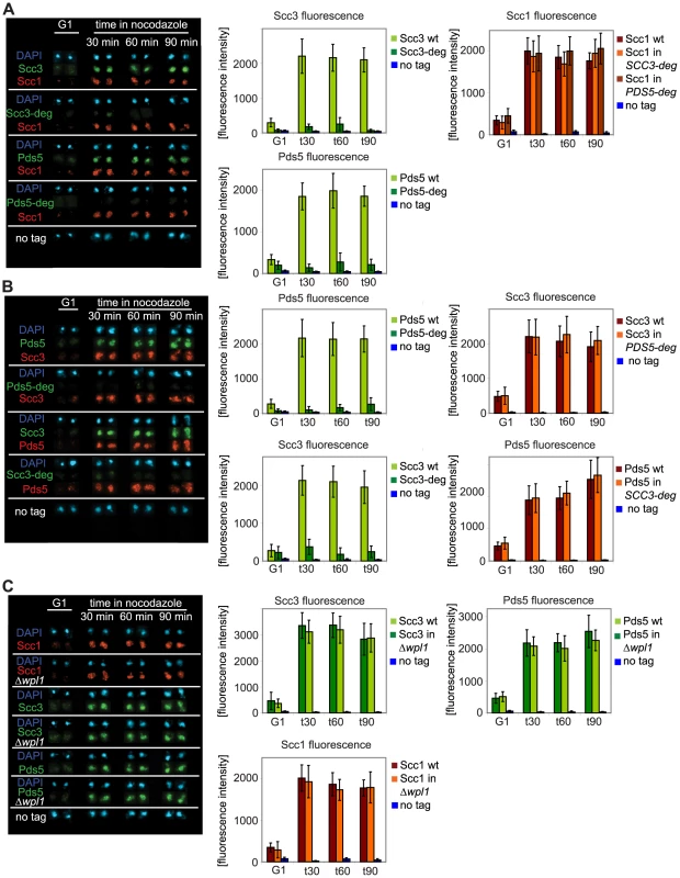 Depletion of Scc3 and Pds5 does not affect cohesin association with chromatin.