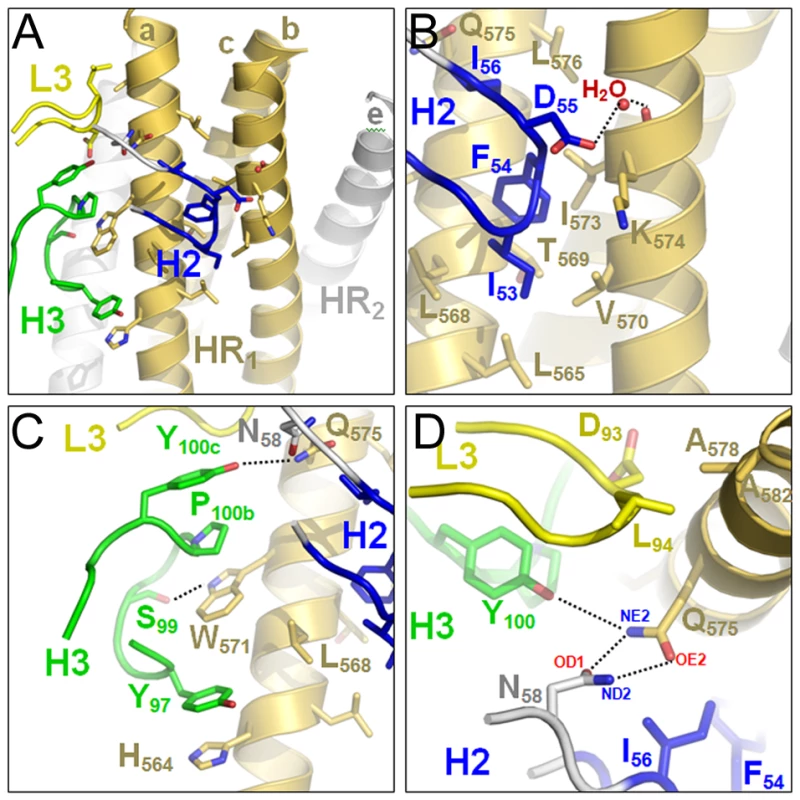Close-up of the HK20-5-Helix interactions.