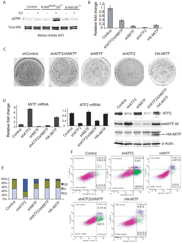 MITF down-regulation partially rescues colony formation by BRAF<sup>V600E</sup>-expressing mouse melanocytes with inhibited ATF2 expression.