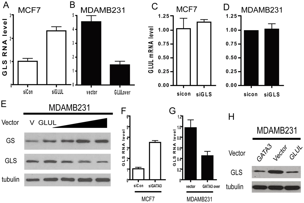 Repression of GLS by GLUL contributes to the polarized expression pattern.