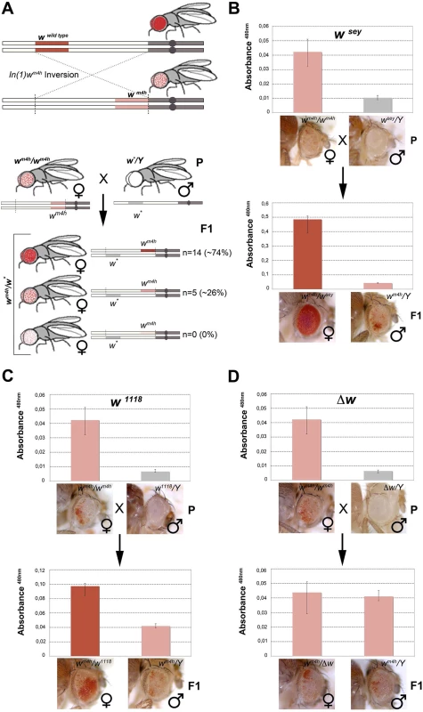 Hypomorphic and loss-of-function alleles of the <i>white</i> gene increase <i>w</i><sup><i>m4h</i></sup> eye color pigmentation.