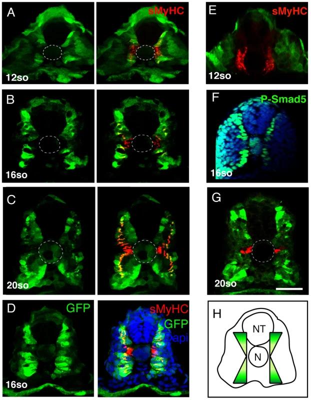 BMP signaling forms a dorsal and ventral gradient within the myotome.