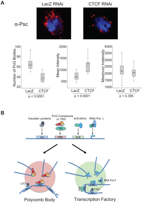 A comprehensive model for insulator-mediated nuclear localization.