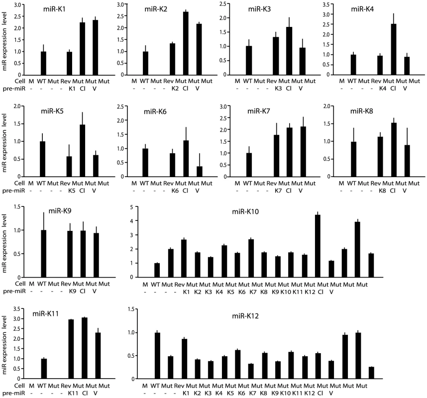 Expression of KSHV miRs in MM cells infected by WT, Mut and Rev viruses, as well as MM cells infected by Mut virus complemented by pre-miRs (Ki), miR cluster (Cl) or vector control (V).