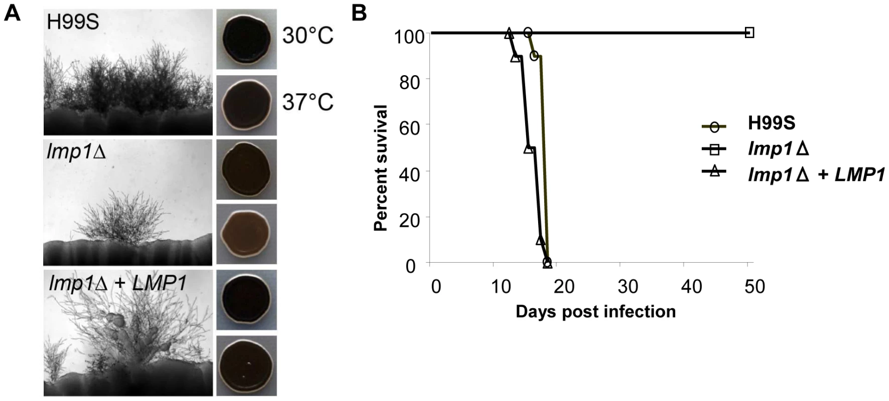 Deletion of <i>LMP1</i> reduces mating efficiency, melanization and virulence.