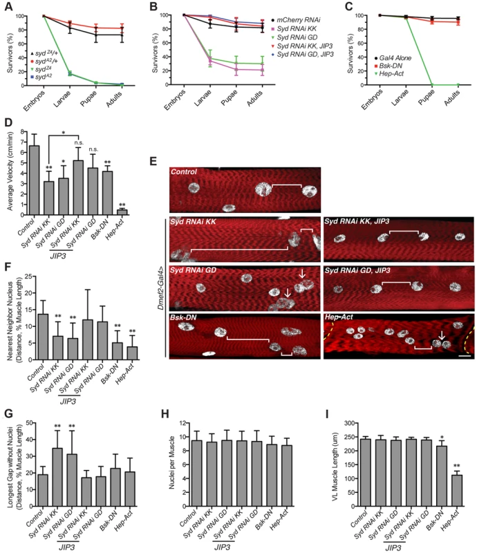 Syd impacts muscle function.