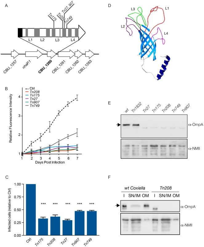 Characterization of CBU_1260 (OmpA), a <i>Coxiella</i> protein involved in host cell invasion.