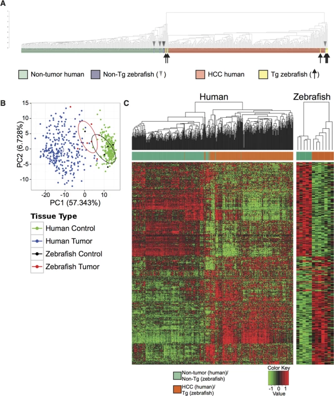 Cross-species comparison of <i>Tg(fabp10a</i>:<i>pt-β-cat)</i> zebrafish and human HCC.