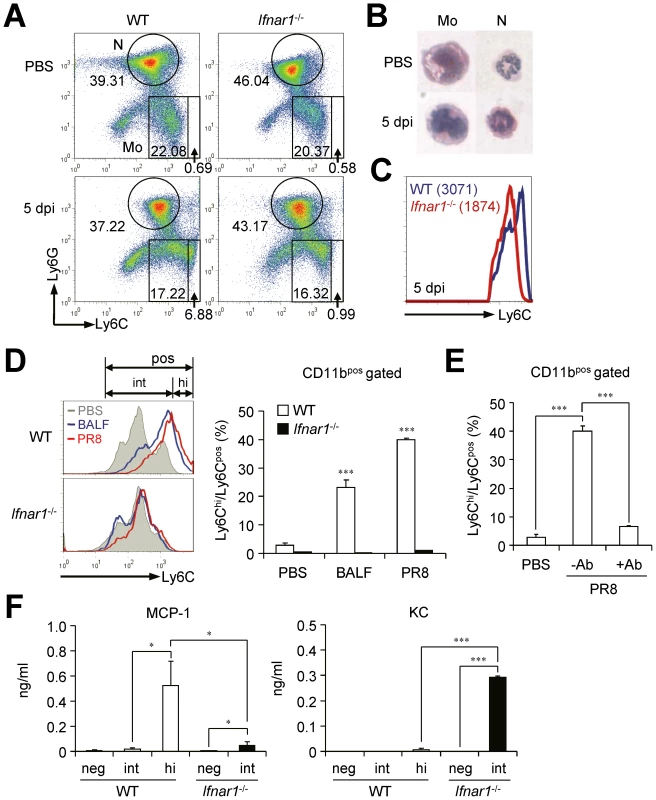 <i>Ifnar1</i><sup>−/−</sup> bone marrow (BM) cells are unable to differentiate into MCP-1-producing Ly6C<sup>hi</sup> monocytes.