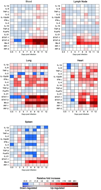 Host responses to Andes virus infection.