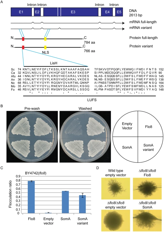 The SomA corresponds to Flo8 and complements developmental phenotypes in <i>S</i>. <i>cerevisiae flo8</i> mutant strains.