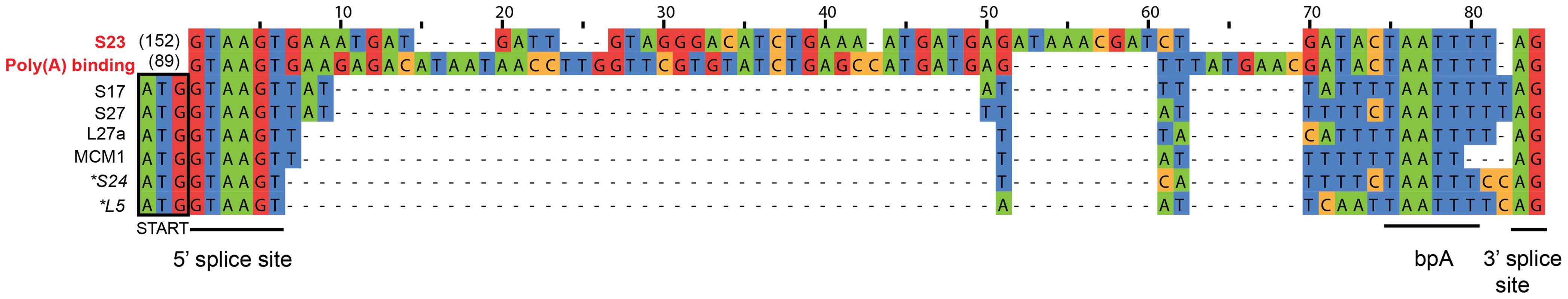 Putative introns in <i>S. lophii</i>.