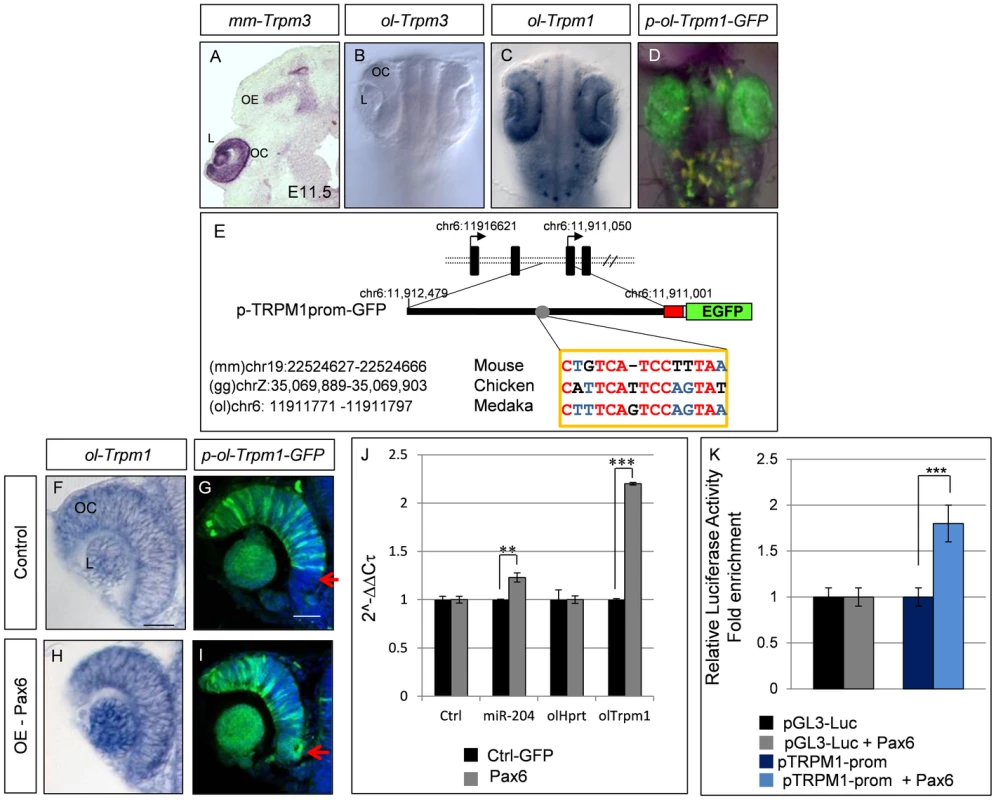 Characterization of the medaka <i>ol-Trpm1/miR-204</i> regulatory region.