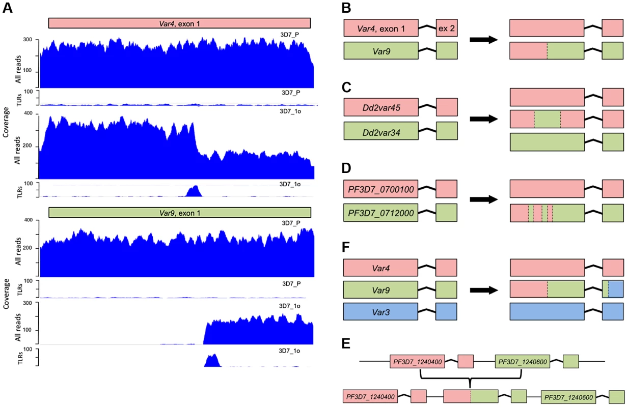 Examples of chimeric <i>var</i> genes created by recombination.