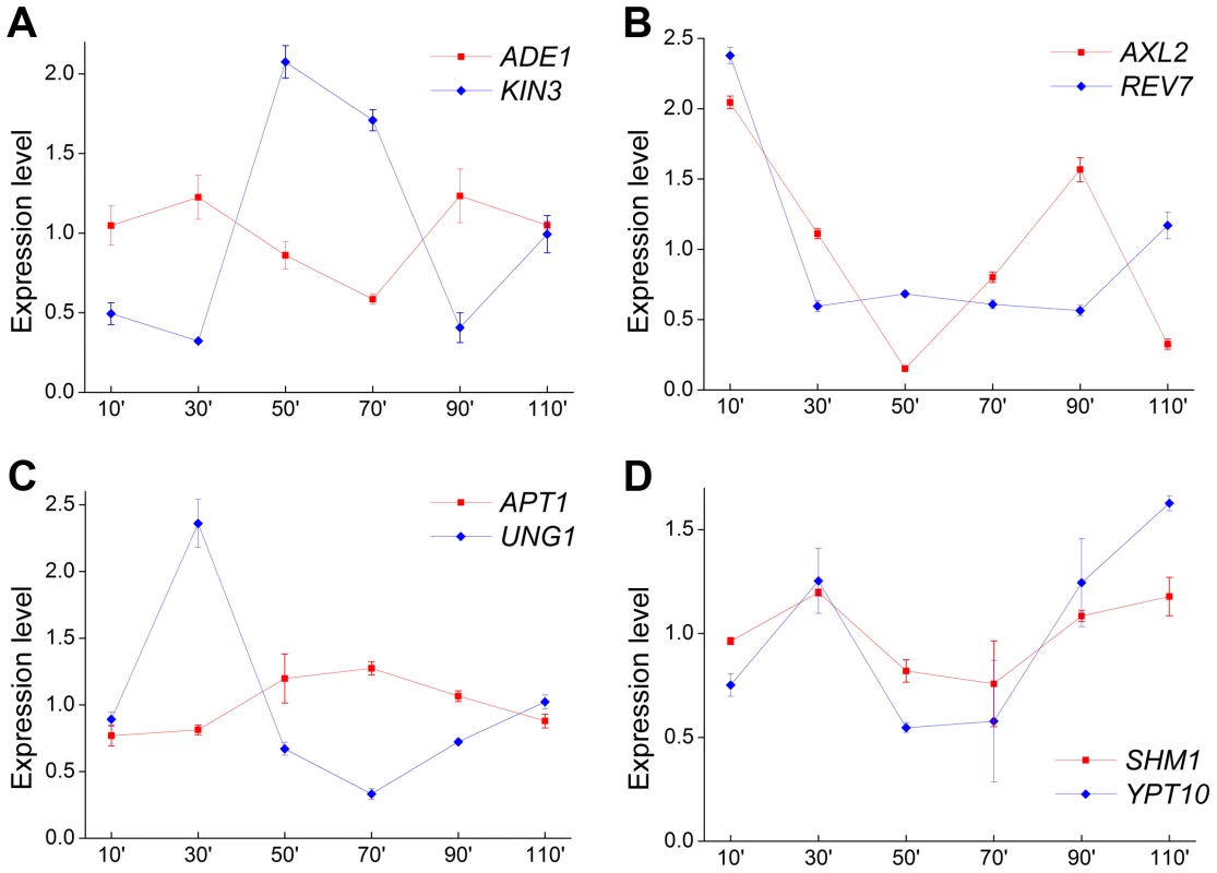 Expression patterns of four convergent gene pairs during the yeast cell cycle.