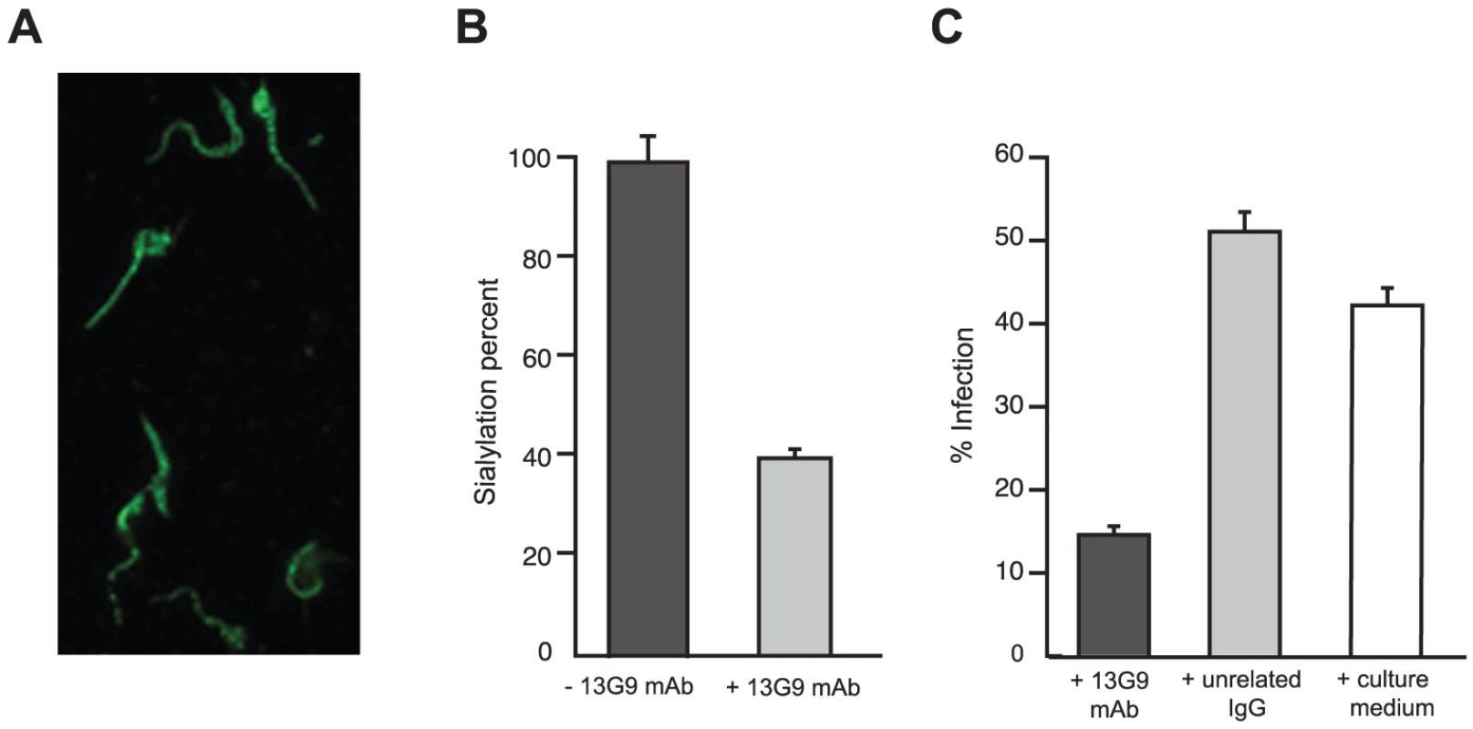 Reactivity of mAb 13G9 with <i>T. cruzi</i> parasites.