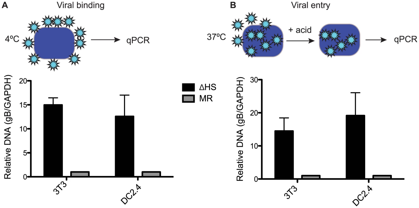 Altered virion composition leads to enhanced cell surface binding and entry.
