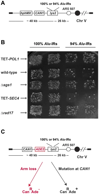 The genome-wide screen to identify hyper-GCR mutants.