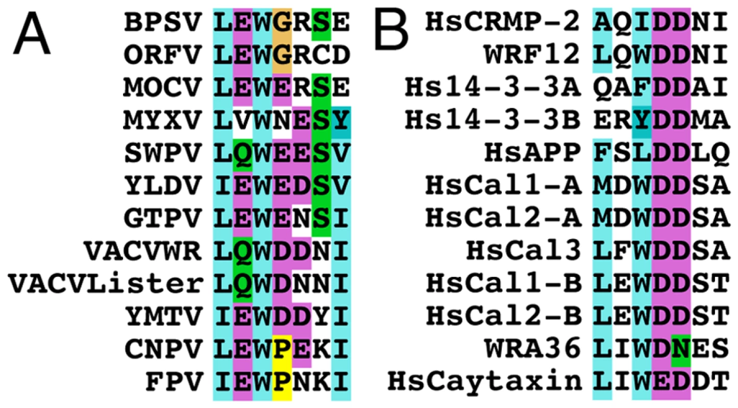 Conservation of the WD kinesin-1 binding site.