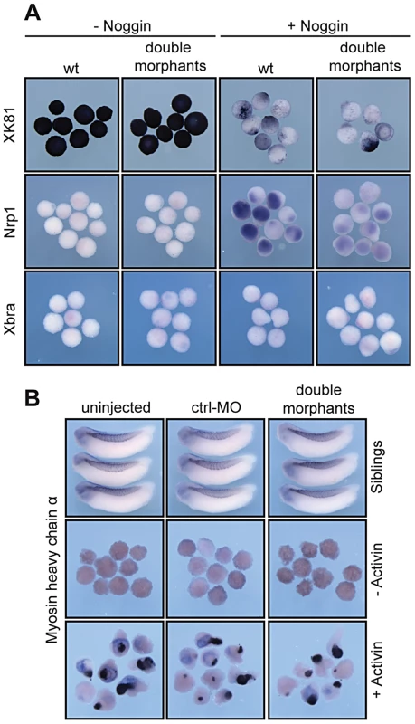 <i>In vitro</i> induction of xSuv4-20h double-morphant animal cap explants.
