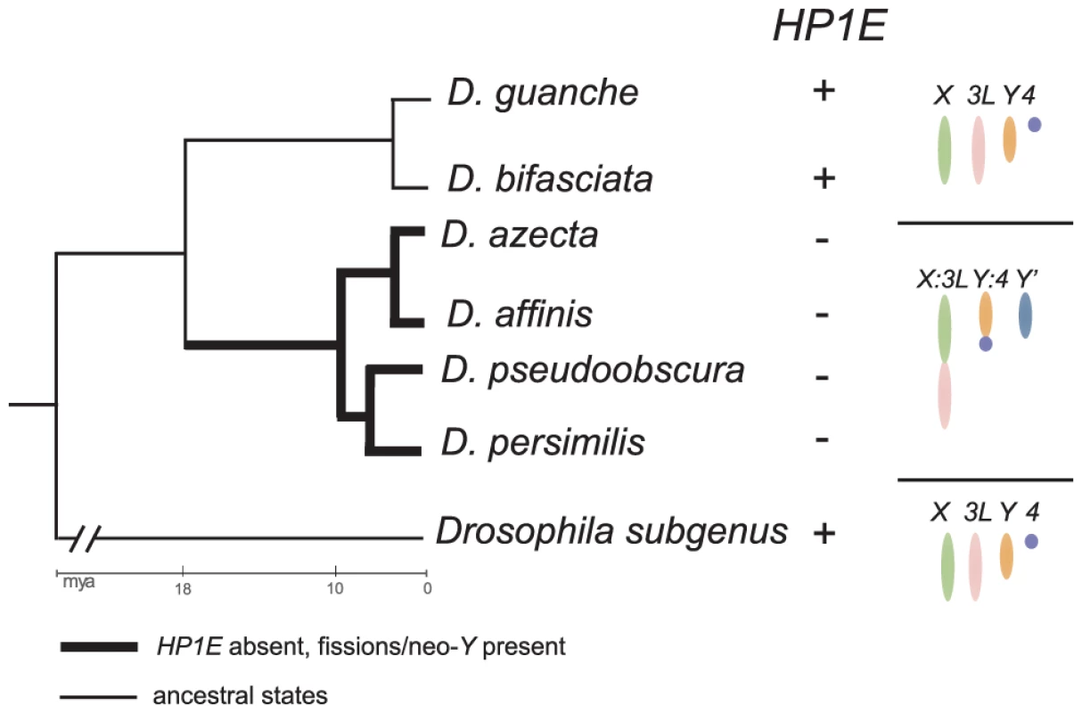 Delineating HP1E loss in the <i>obscura</i> group.