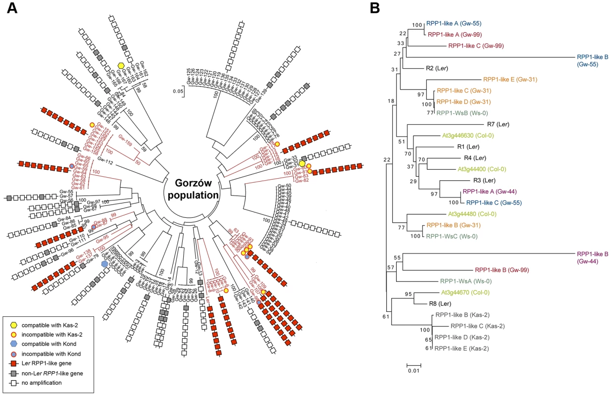 Genetic diversity of the <i>RPP1</i>-like locus in the Gorzów population.